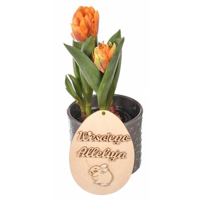 Jajko Wesołego Alleluja...